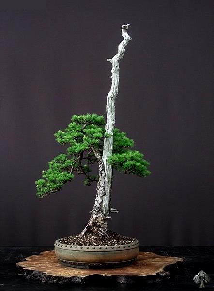  - top-bonsai-gallery-l-45_20101031_1848396691